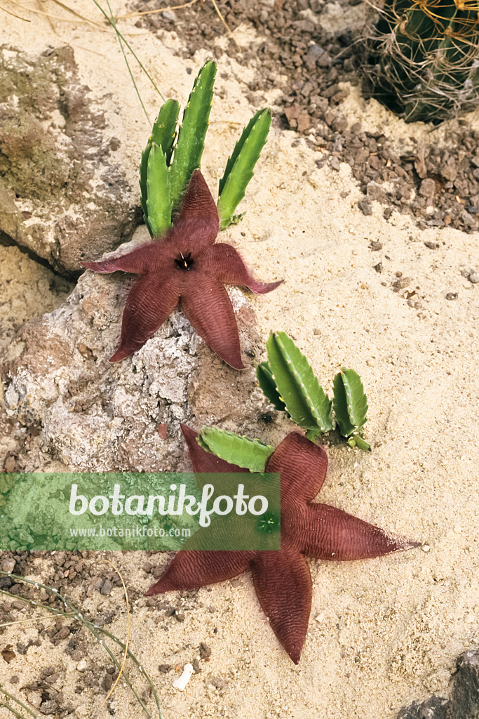 369027 - Fleur de charogne (Stapelia grandiflora)