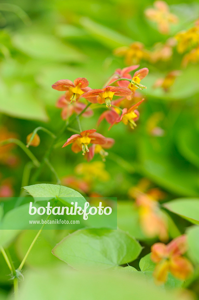 484021 - Fleur des elfes (Epimedium x warleyense)