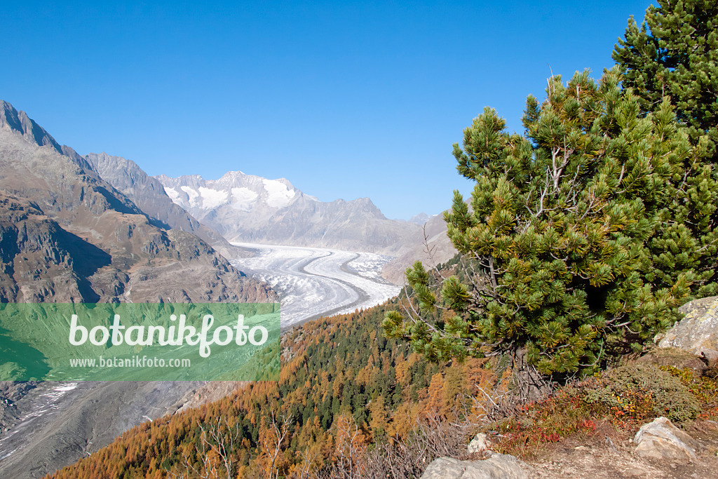 453098 - Forêt d'Aletsch et glacier d'Aletsch, Suisse