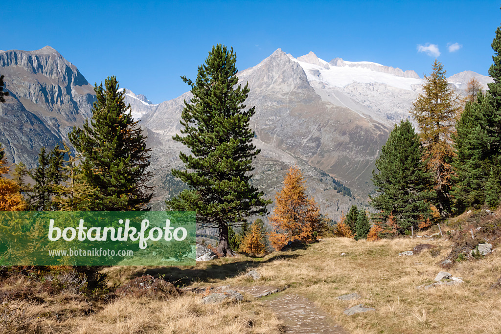 453078 - Forêt d'Aletsch, Suisse