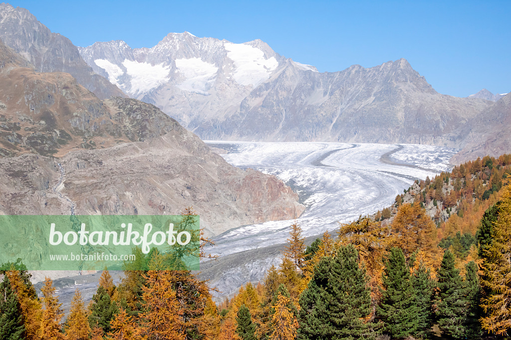 453081 - Forêt d'Aletsch, Suisse