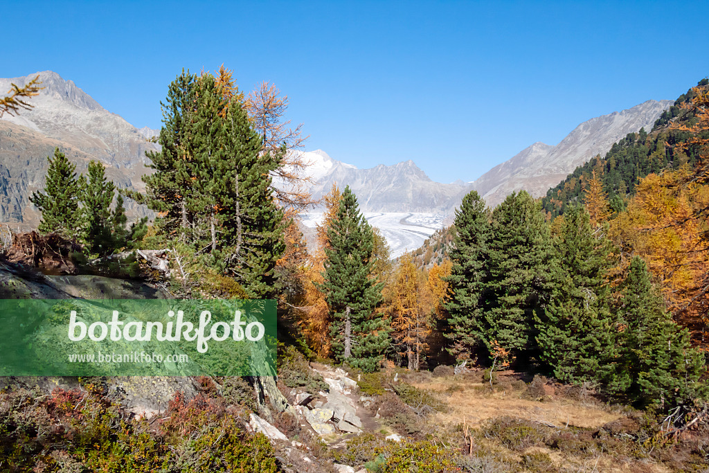 453085 - Forêt d'Aletsch, Suisse