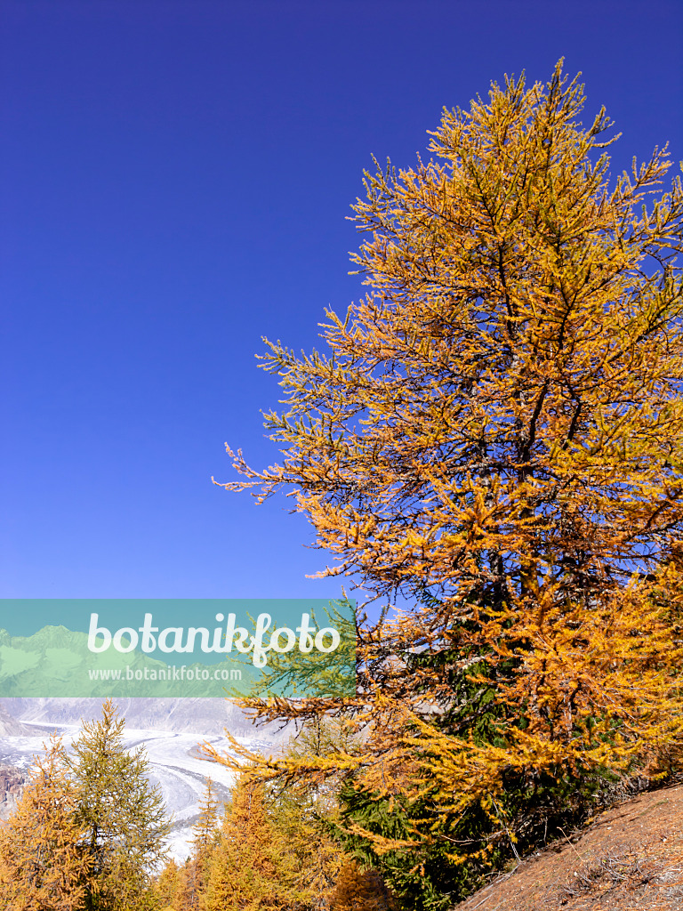 453142 - Forêt d'Aletsch, Suisse