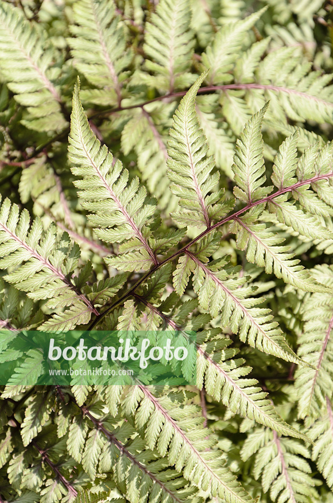 508199 - Fougère arc-en-ciel (Athyrium niponicum var. pictum)