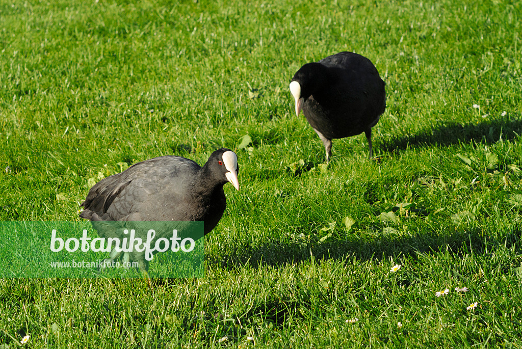 524107 - Foulque macroule (Fulica atra)