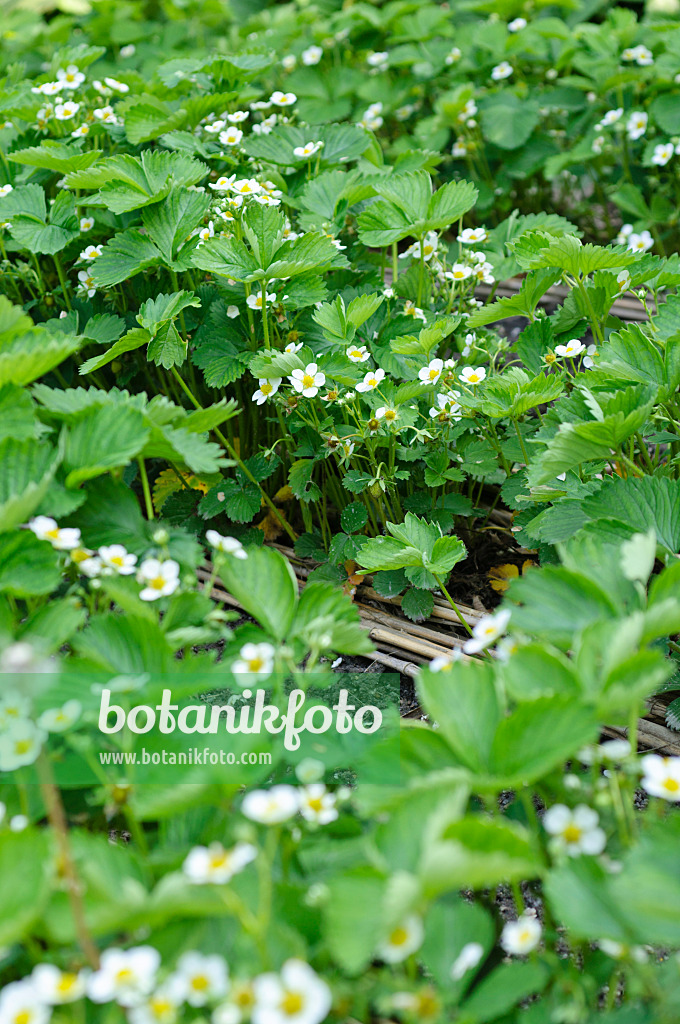 484294 - Fraisier cultivé (Fragaria x ananassa)