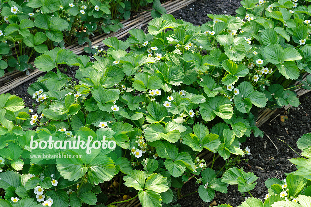 484296 - Fraisier cultivé (Fragaria x ananassa)