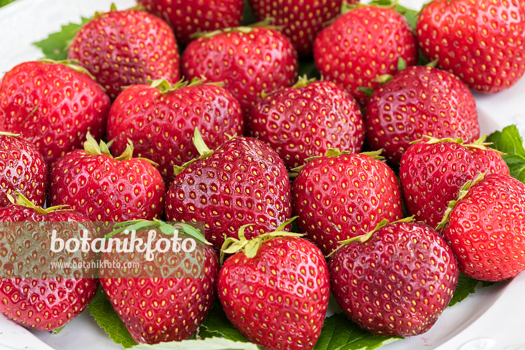 616011 - Fraisier cultivé (Fragaria x ananassa)