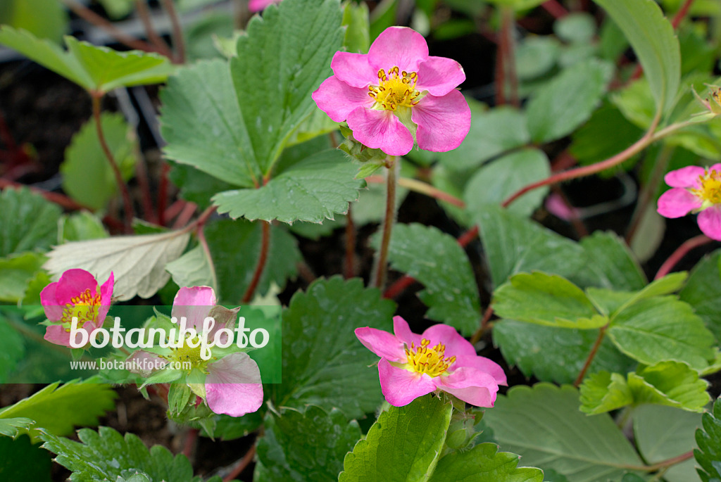 452131 - Fraisier cultivé (Fragaria x ananassa x Potentilla palustris)