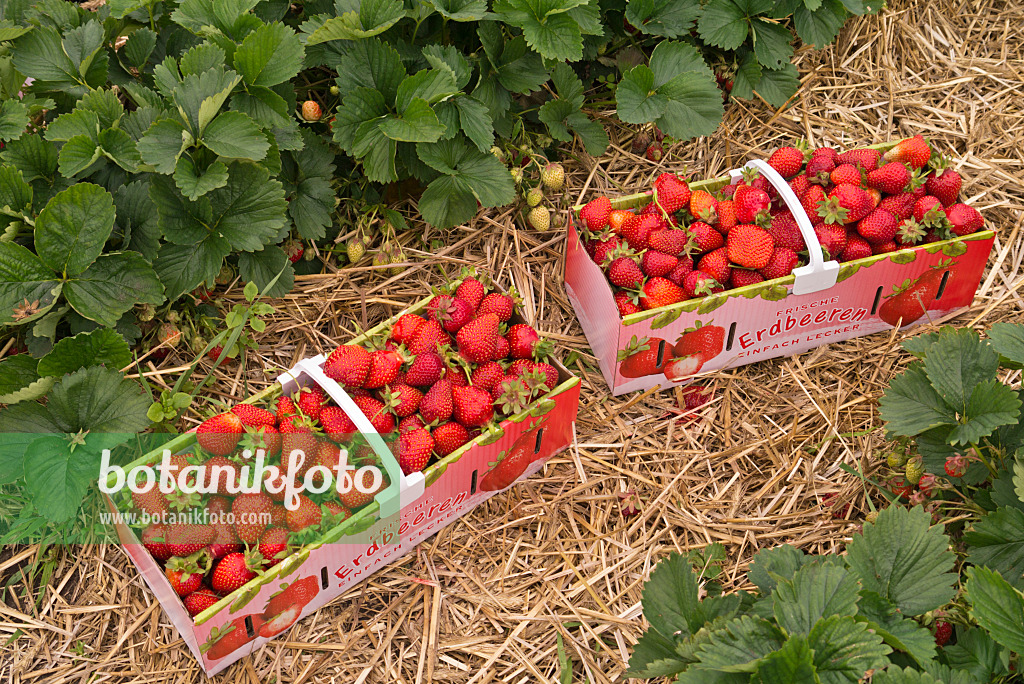 545173 - Fraisiers cultivés (Fragaria x ananassa) dans un panier