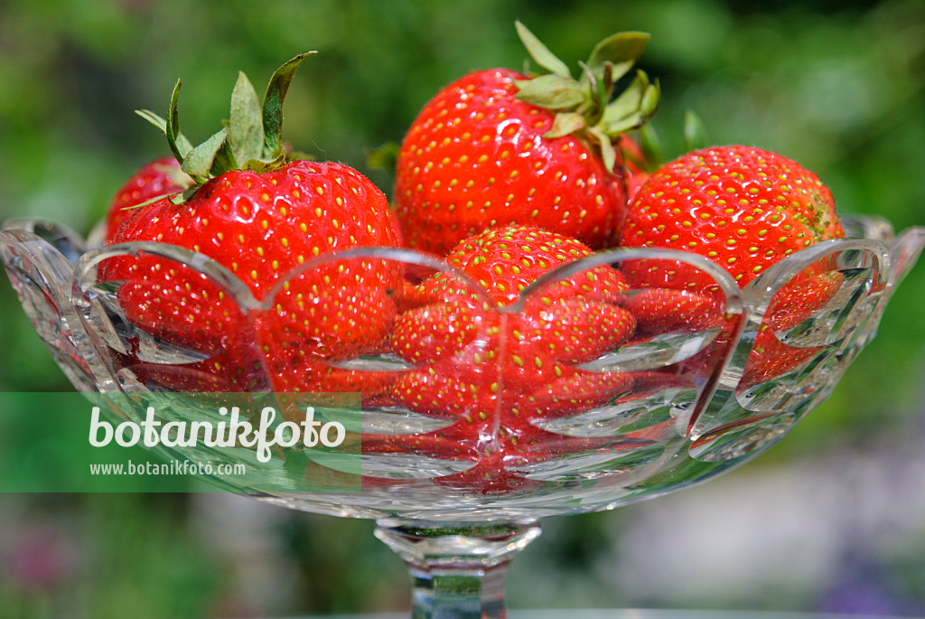 481026 - Fraisiers cultivés (Fragaria x ananassa) dans un bol en verre