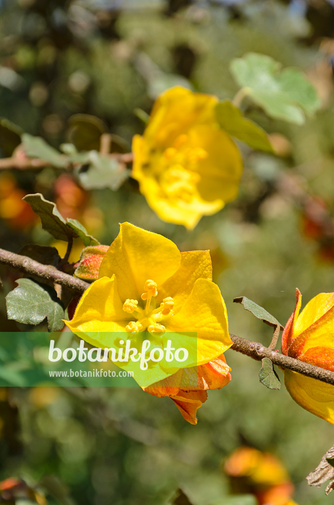 508503 - Fremontia (Fremontodendron California Glory)