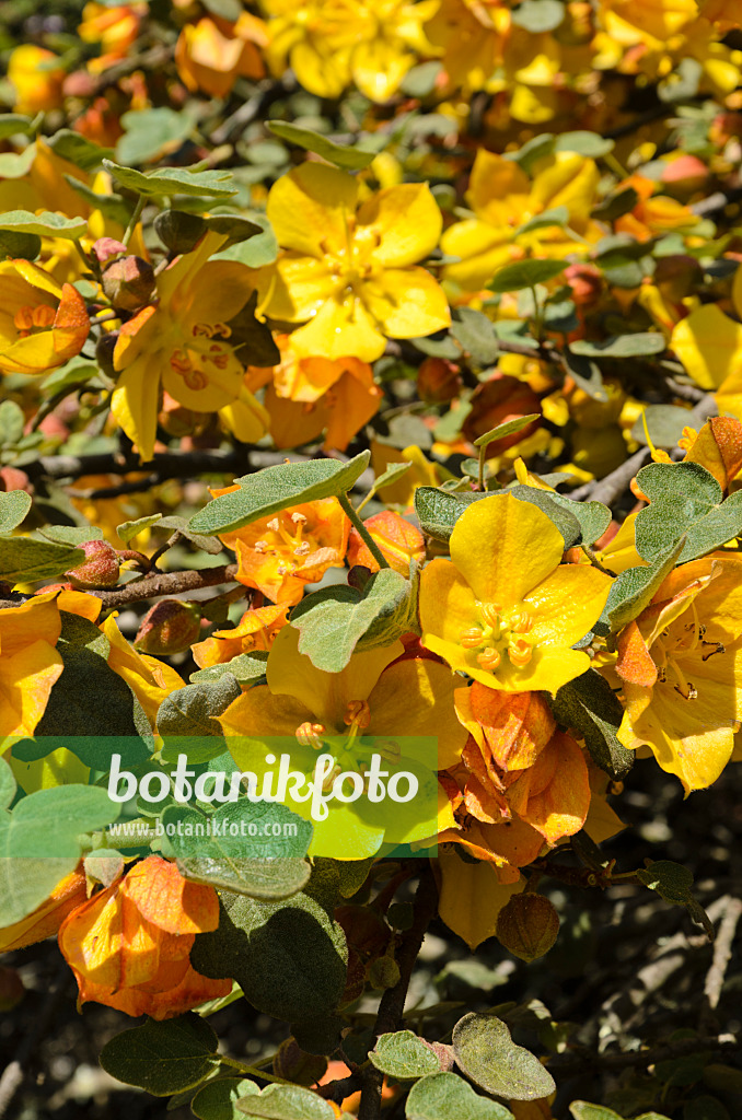 508506 - Fremontia (Fremontodendron Ken Taylor)