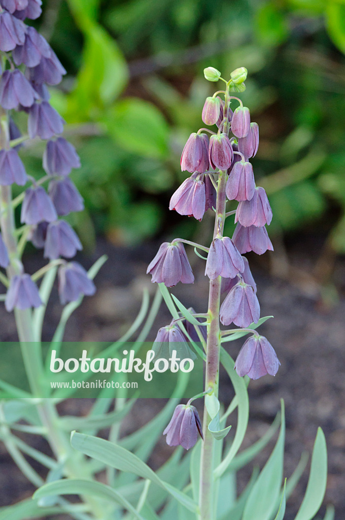 471222 - Fritillaire de Perse (Fritillaria persica)