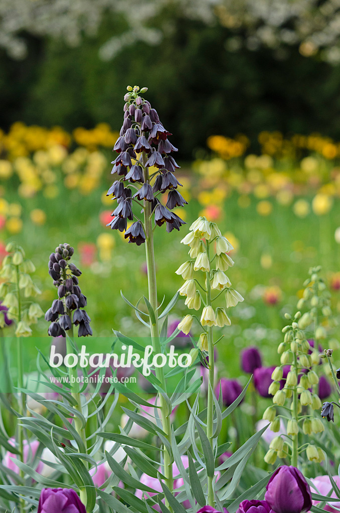 520061 - Fritillaire de Perse (Fritillaria persica et Fritillaria persica 'Ivory Bells')