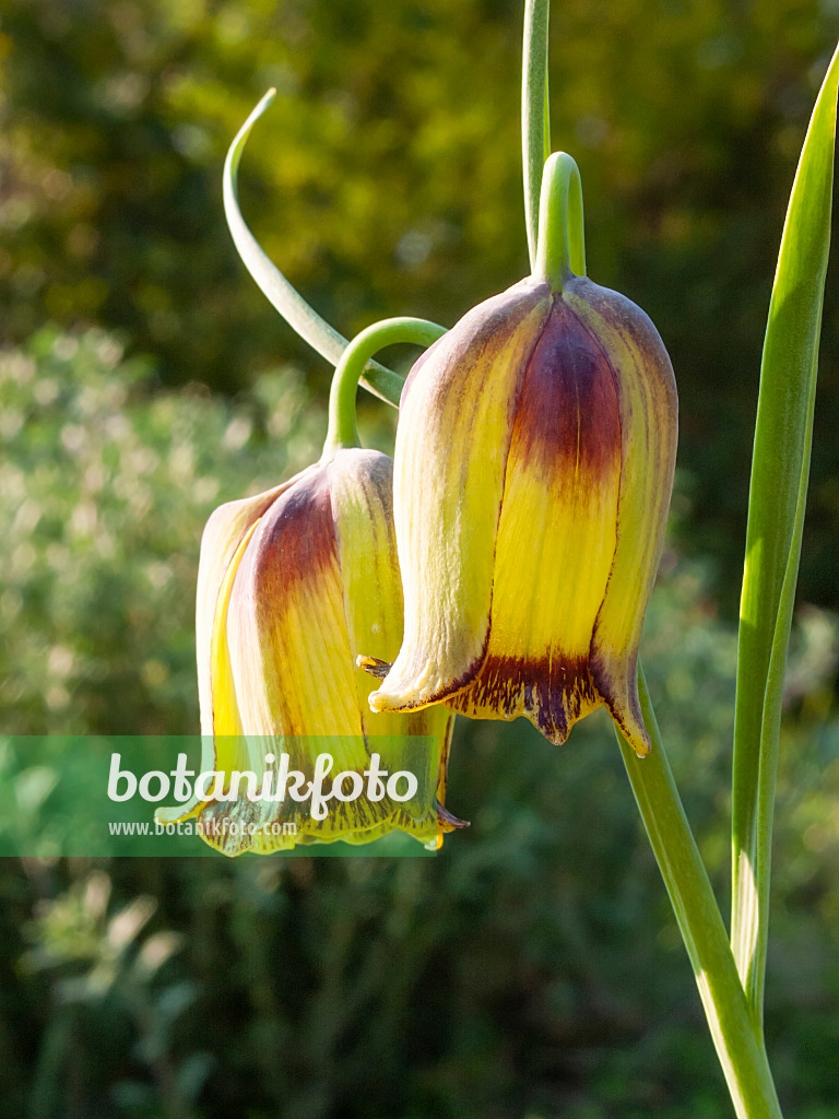 412046 - Fritillaire (Fritillaria acmopetala)