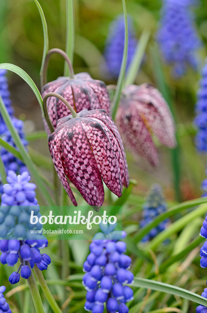 519147 - Fritillaire pintade (Fritillaria meleagris) et muscari d'Arménie (Muscari armeniacum)