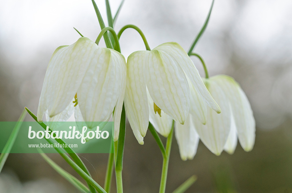 519150 - Fritillaire pintade (Fritillaria meleagris 'Alba')