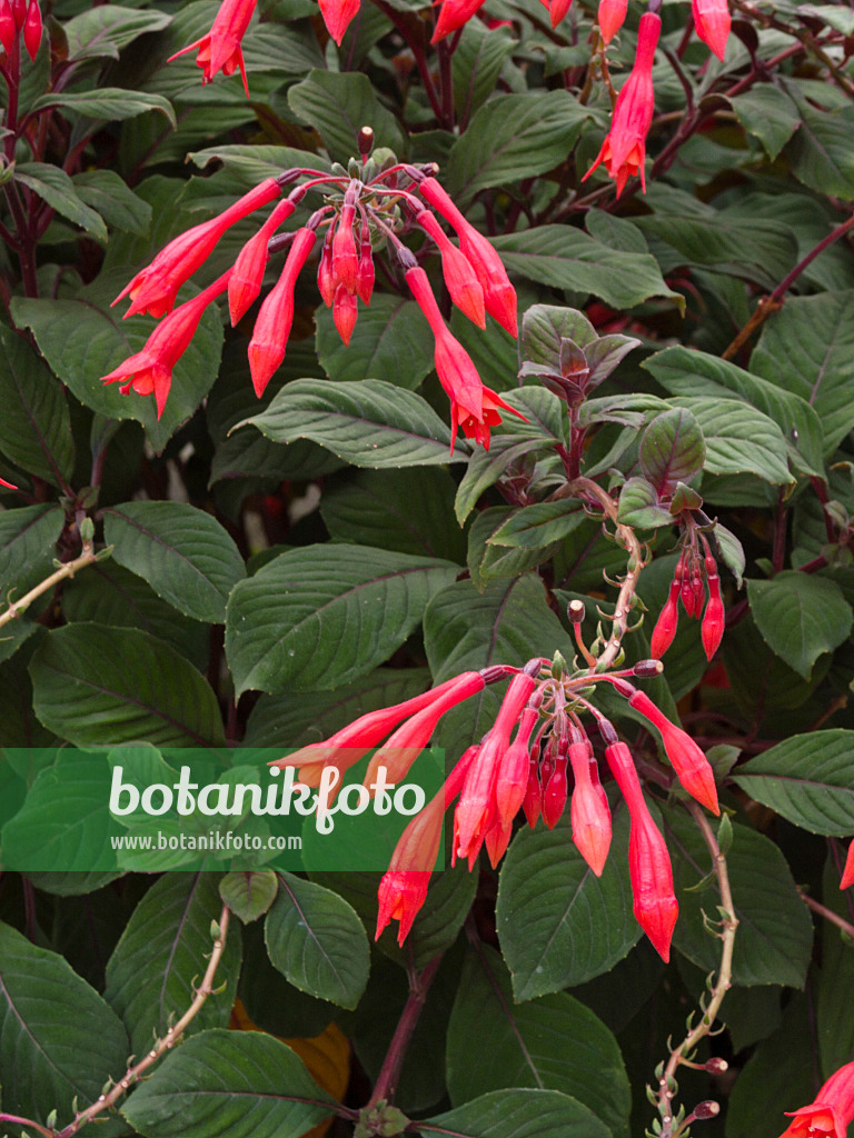 418057 - Fuchsia (Fuchsia Koralle)