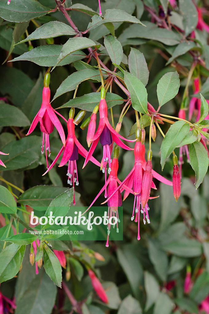 474201 - Fuchsia (Fuchsia Naaldwijk 800)