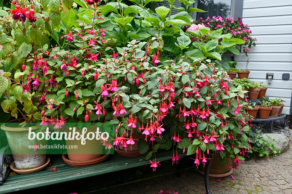 559077 - Fuchsias (Fuchsia)