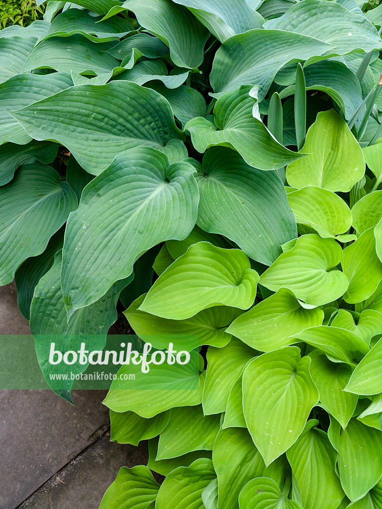 425065 - Funkias (Hosta)