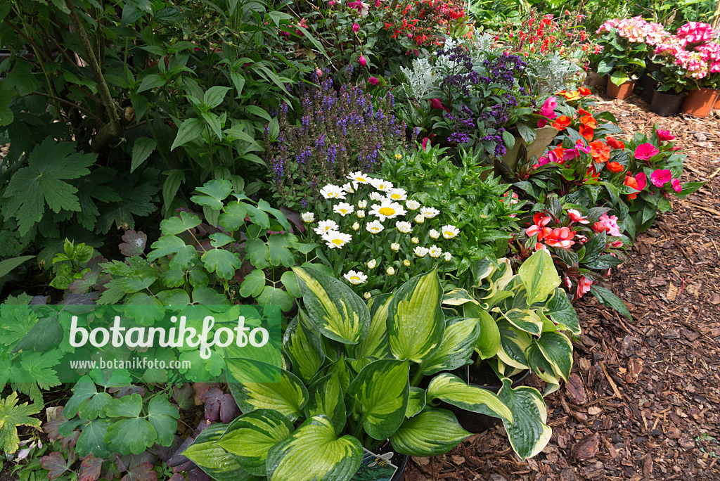 534241 - Funkias (Hosta), marguerites (Leucanthemum), héliotrope (Heliotropium arborescens) et balsamine (Impatiens walleriana)