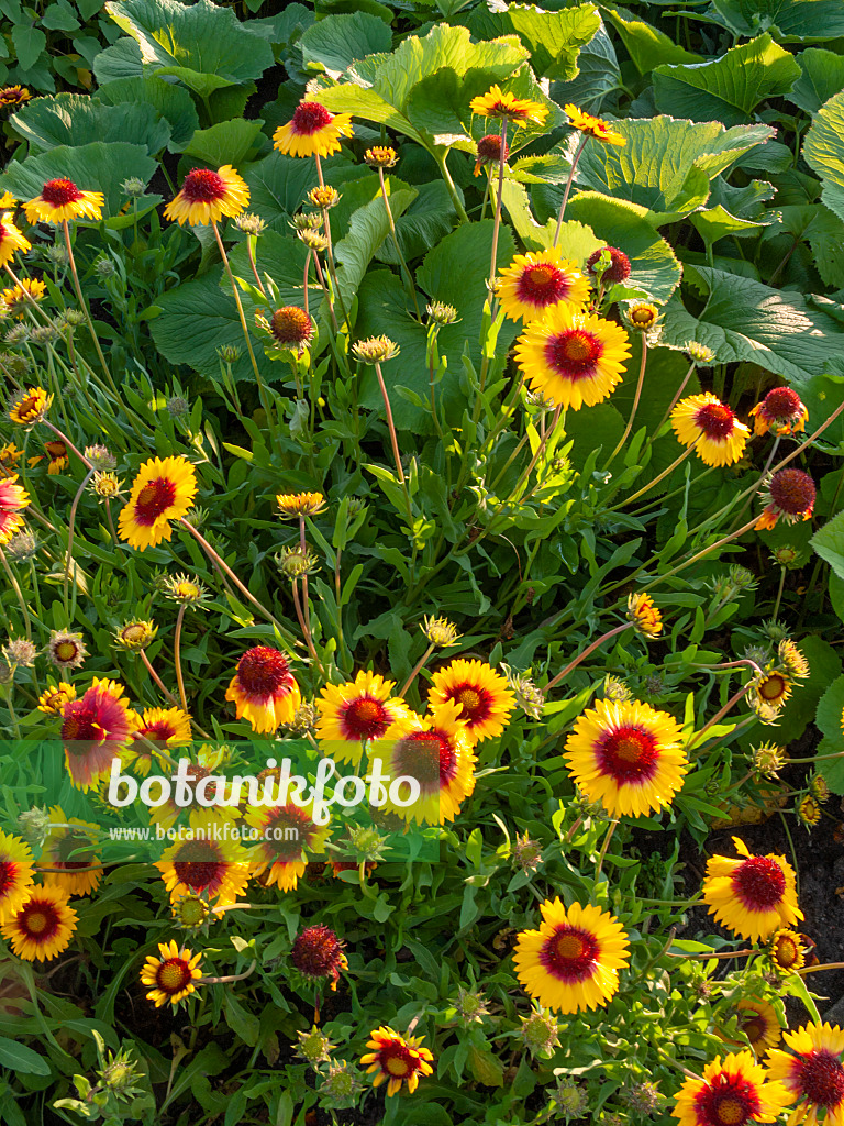 415002 - Gaillarde (Gaillardia aristata)