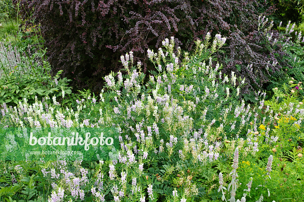 474039 - Galéga officinal (Galega officinalis)