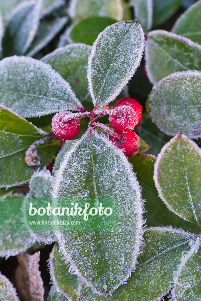 578019 - Gaulthérie couchée (Gaultheria procumbens)