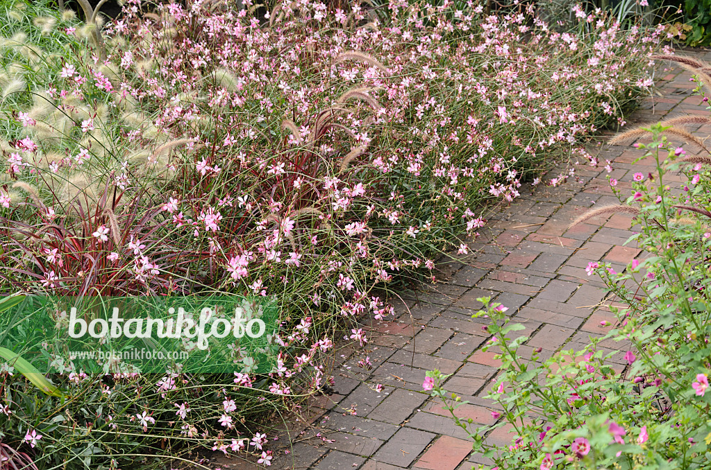 525050 - Gaura de Lindheimer (Gaura lindheimeri 'Gambit Rose') et Pennisetum setaceum 'Rubrum'