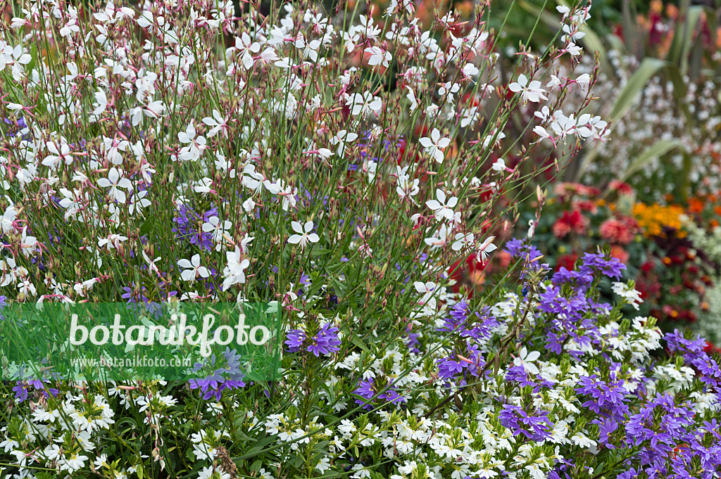 511082 - Gaura de Lindheimer (Gaura lindheimeri) et Scaevola aemula