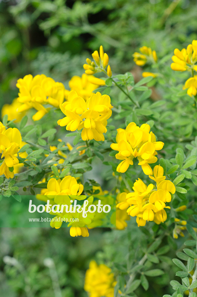 470098 - Genêt à petites feuilles (Genista microphylla syn. Teline microphylla)