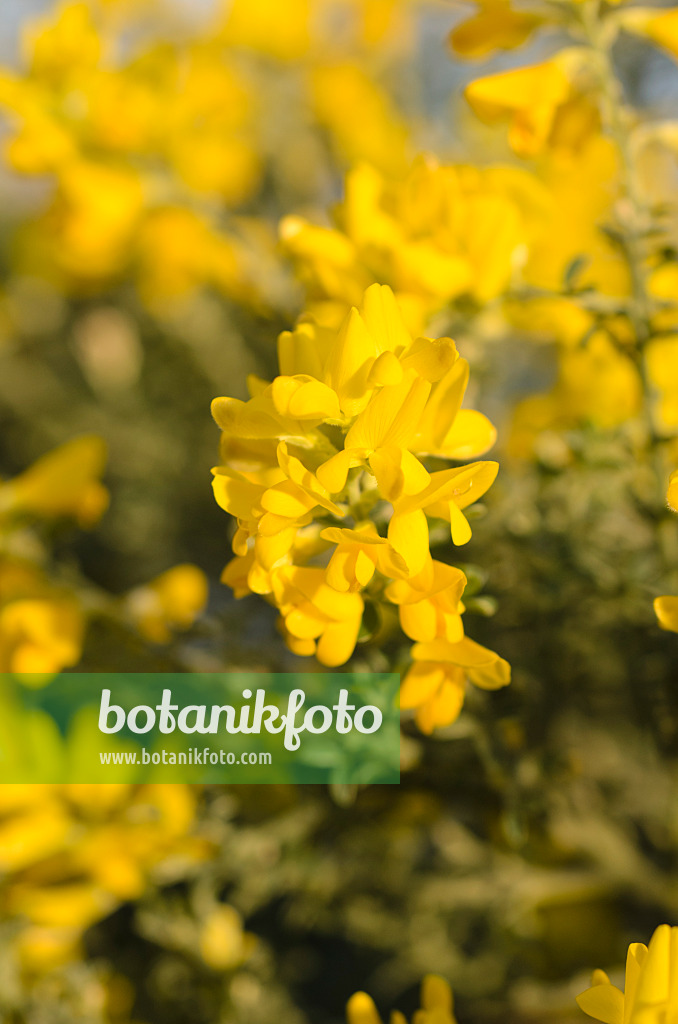 506047 - Genêt à petites feuilles (Genista microphylla syn. Teline microphylla)