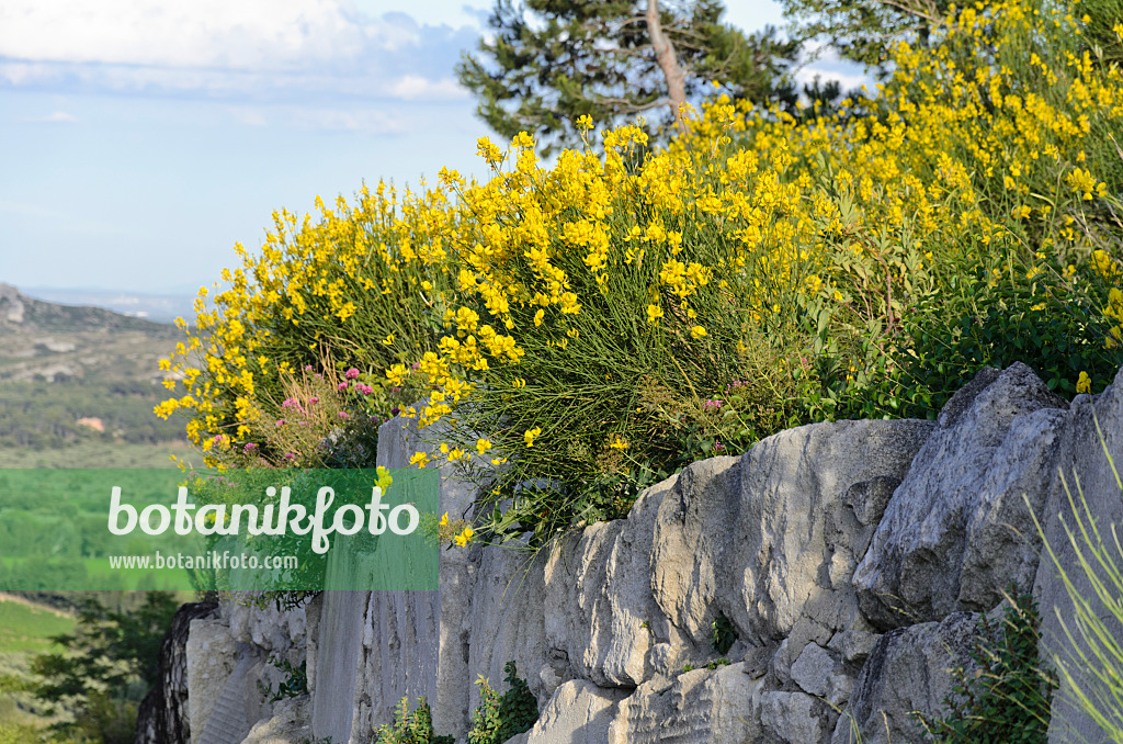 557135 - Genêt d'Espagne (Genista hispanica), Alpilles, Provence, France