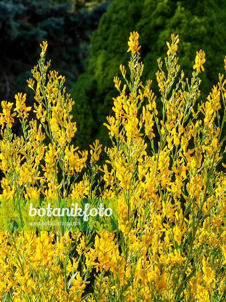 461112 - Genêt des teinturiers (Genista tinctoria)