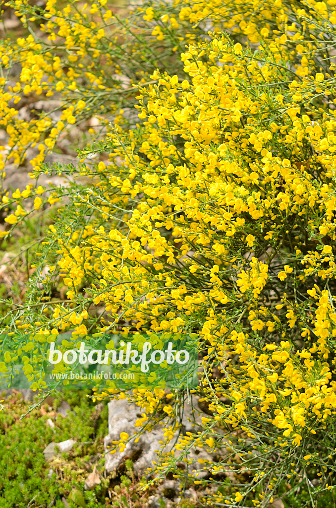 556011 - Genêt purgatif (Cytisus purgans)