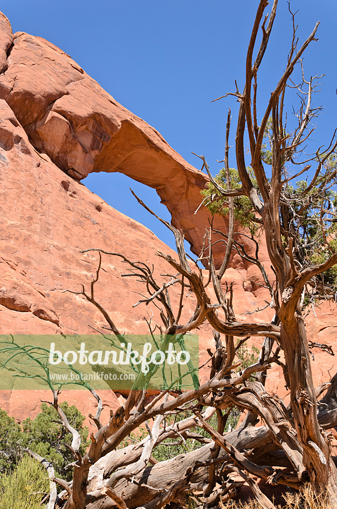 508280 - Genévrier de l'Utah (Juniperus osteosperma) à Skyline Arch, parc national des Arches, Utah, États-Unis