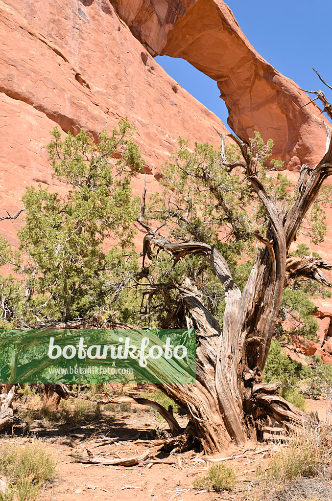 508281 - Genévrier de l'Utah (Juniperus osteosperma) à Skyline Arch, parc national des Arches, Utah, États-Unis