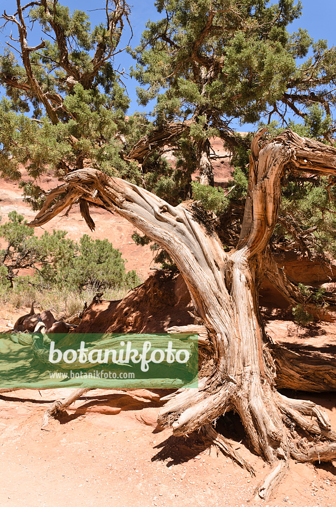 508272 - Genévrier de l'Utah (Juniperus osteosperma), parc national des Arches, Utah, États-Unis