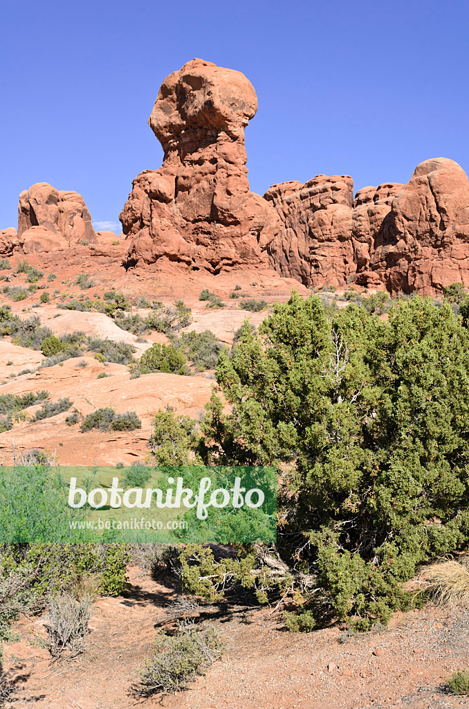 508289 - Genévrier de l'Utah (Juniperus osteosperma), parc national des Arches, Utah, États-Unis