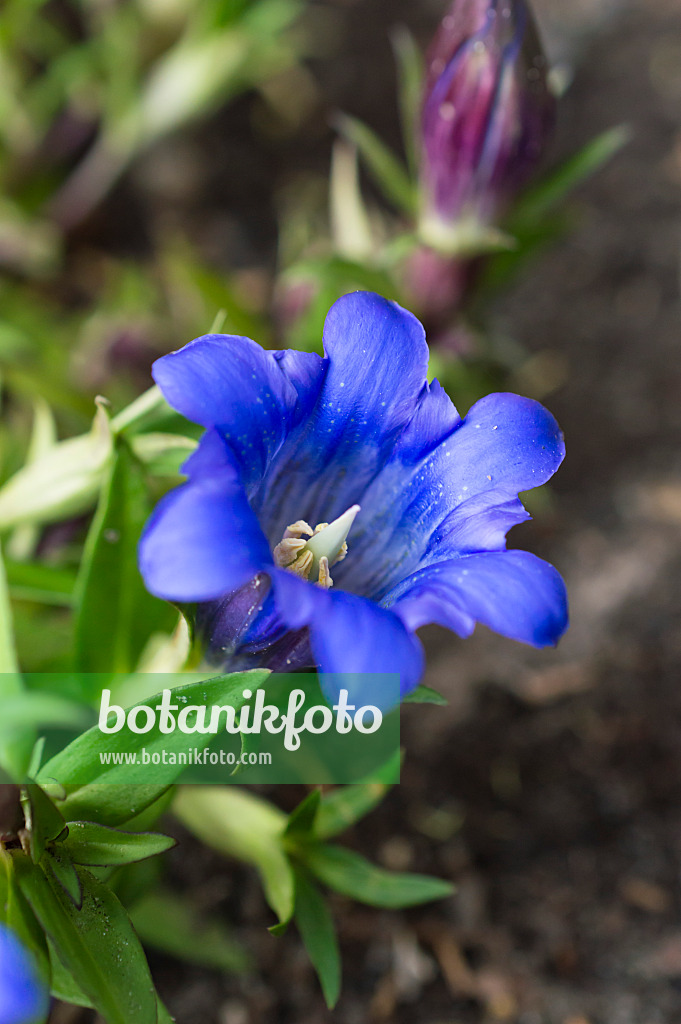 512085 - Gentiane du Japon (Gentiana scabra)