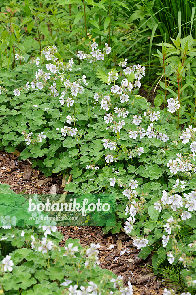 484253 - Géranium à feuilles de crêpe (Geranium renardii)