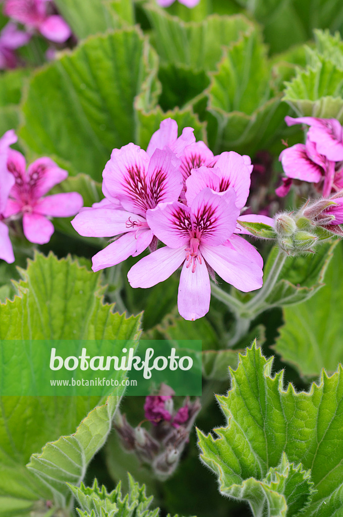 486189 - Géranium à feuilles en capuchon (Pelargonium cucullatum var. strigifolium)