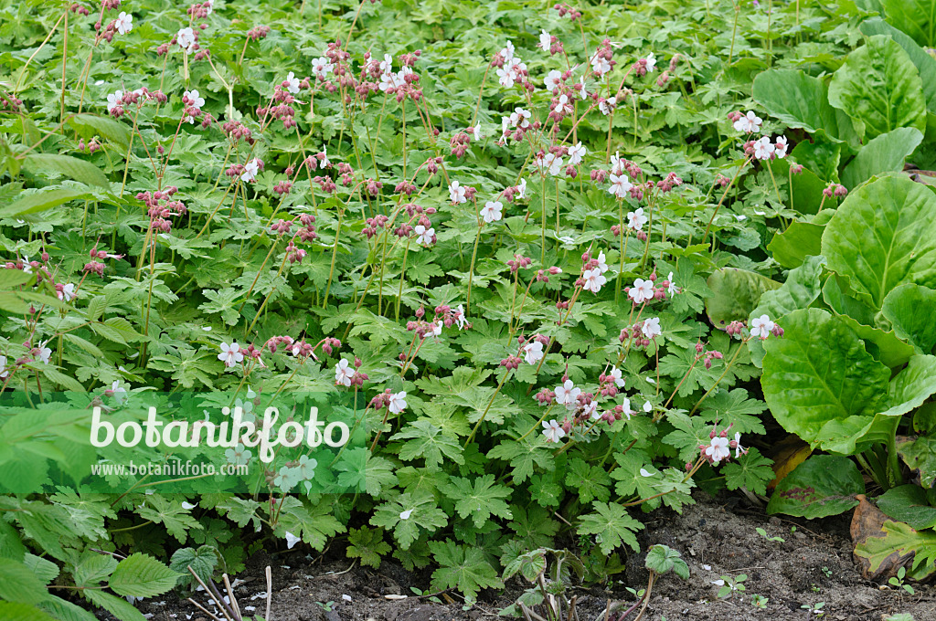 472049 - Géranium à grosses racines (Geranium macrorrhizum 'Spessart')