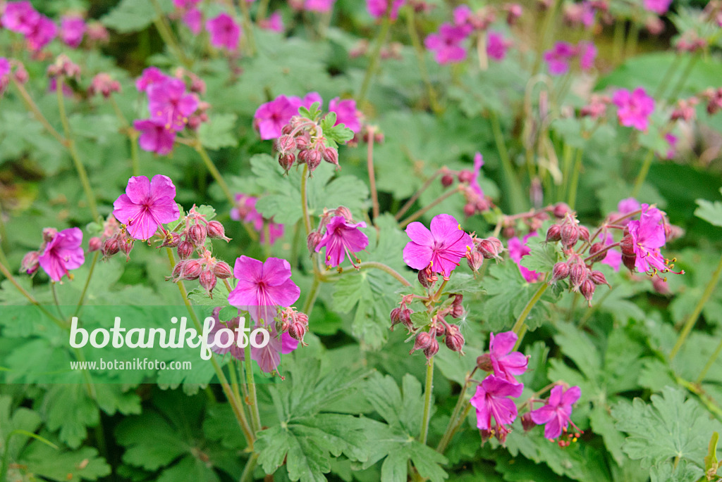 481018 - Géranium à grosses racines (Geranium macrorrhizum 'Czakor')