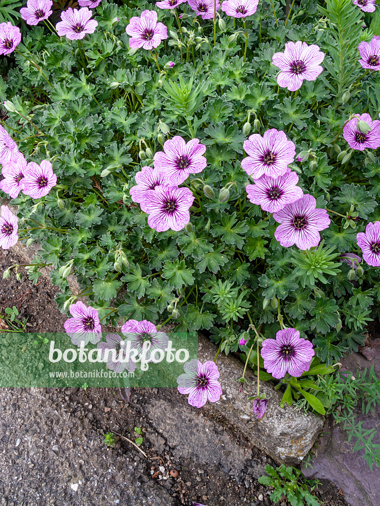 437346 - Géranium cendré (Geranium cinereum 'Ballerina')