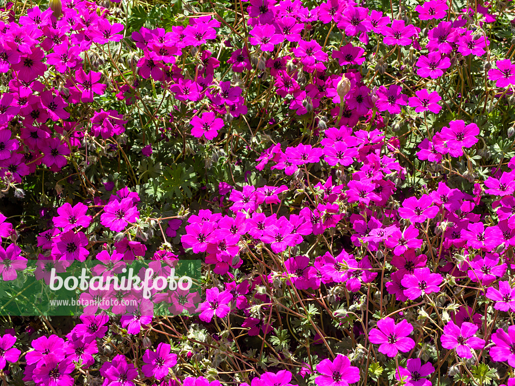 460131 - Géranium cendré (Geranium cinereum 'Guiseppii')