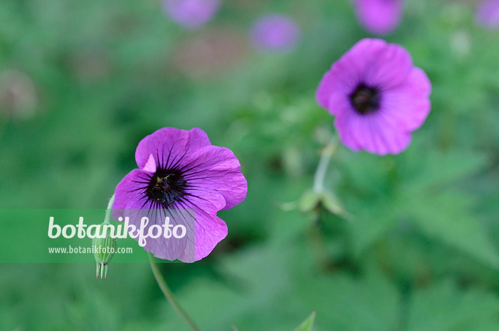 472366 - Géranium d'Arménie (Geranium psilostemon)