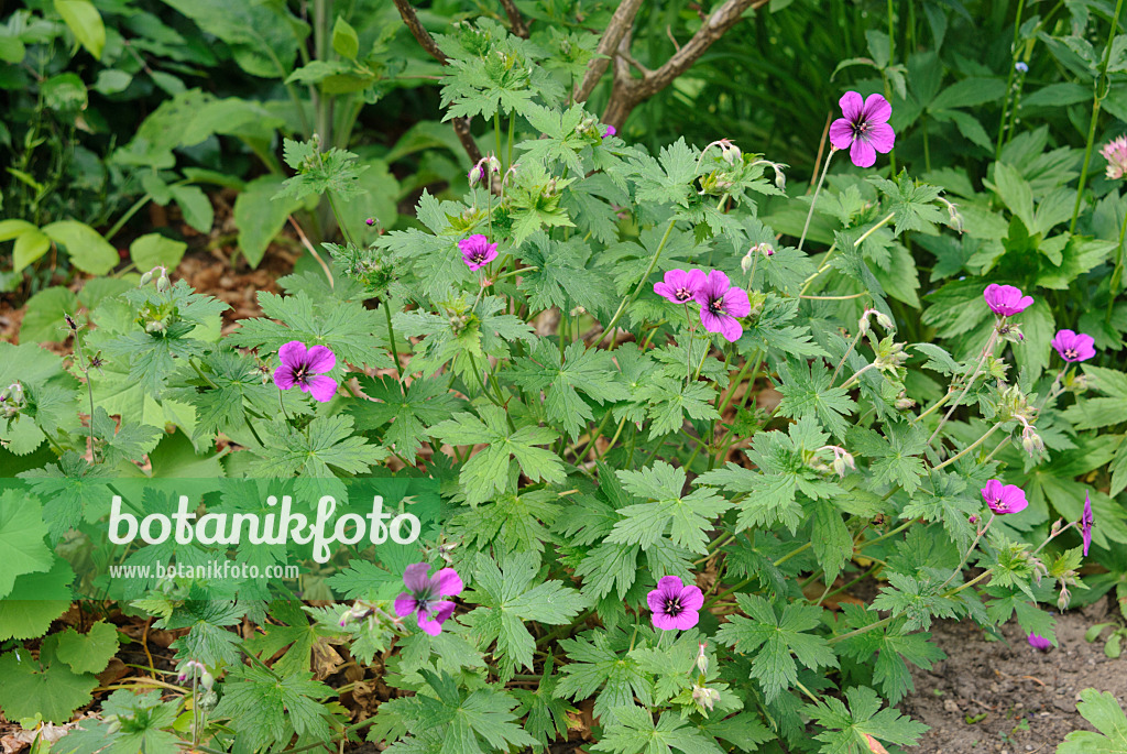 518019 - Géranium d'Arménie (Geranium psilostemon 'Anne Thomson')